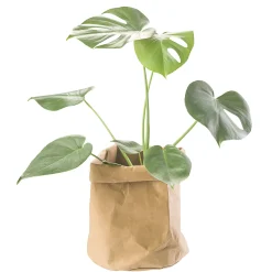 CRÉTON MAISON Plantepose