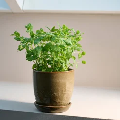 Pio II urtepotte Ø17 cm