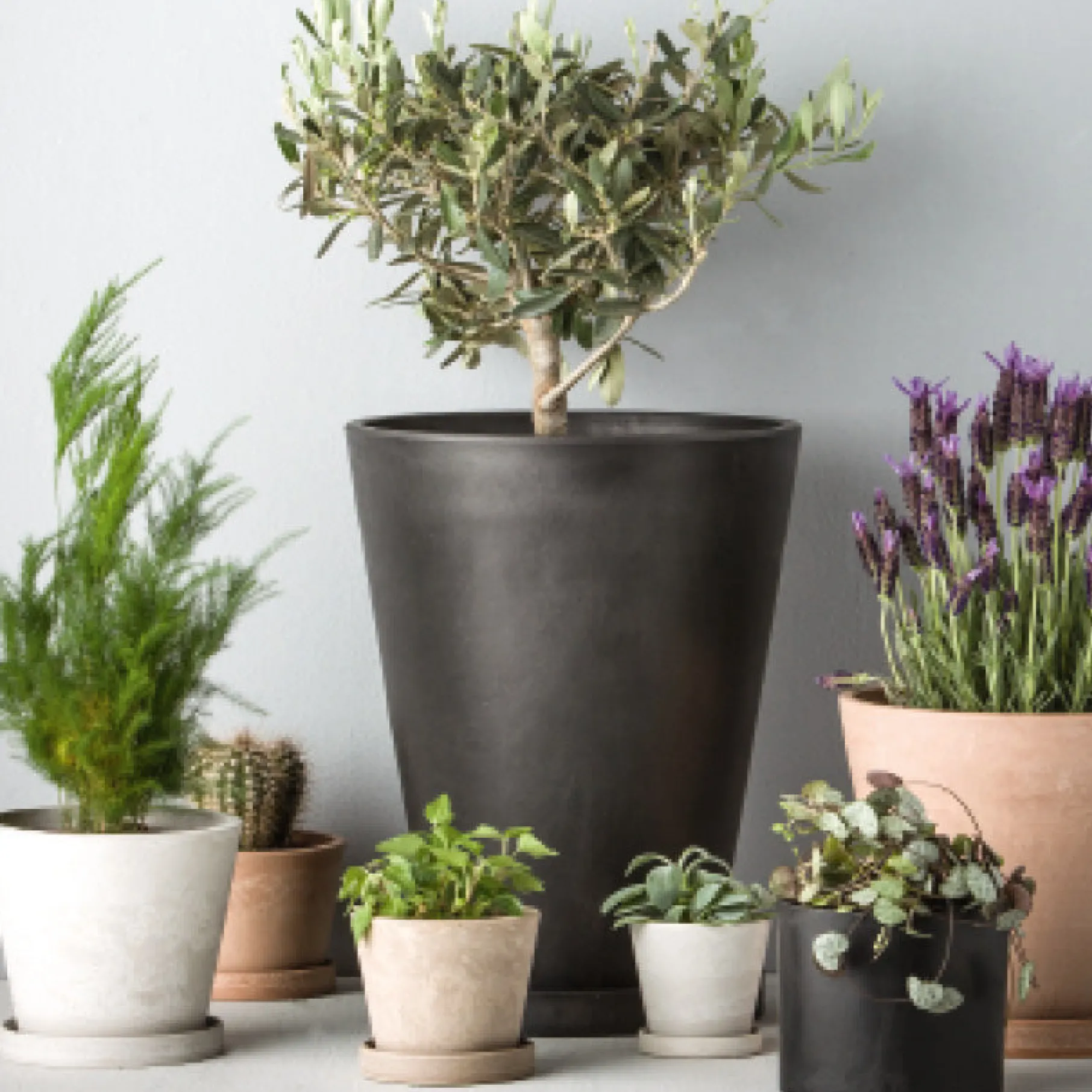 Scilla urtepotte H6,2 cm